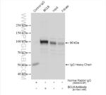 BCL6 Antibody in Immunoprecipitation (IP)