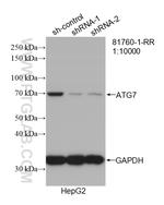 ATG7 Antibody in Western Blot (WB)