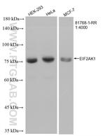 EIF2AK1 Antibody in Western Blot (WB)