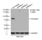 EIF2AK1 Antibody in Western Blot (WB)