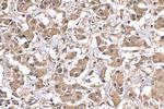 ATF4 Antibody in Immunohistochemistry (Paraffin) (IHC (P))