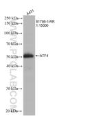 ATF4 Antibody in Western Blot (WB)