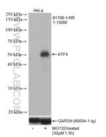 ATF4 Antibody in Western Blot (WB)