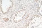 PIN1 Antibody in Immunohistochemistry (Paraffin) (IHC (P))