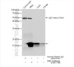 PIN1 Antibody in Immunoprecipitation (IP)