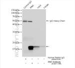 PIN1 Antibody in Immunoprecipitation (IP)