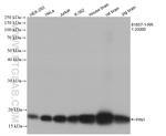 PIN1 Antibody in Western Blot (WB)