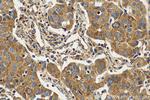 MAVS/VISA Antibody in Immunohistochemistry (Paraffin) (IHC (P))