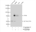 MAVS/VISA Antibody in Immunoprecipitation (IP)