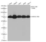 MAVS/VISA Antibody in Western Blot (WB)