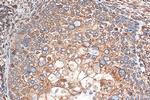 Calnexin Antibody in Immunohistochemistry (Paraffin) (IHC (P))