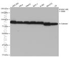 Calnexin Antibody in Western Blot (WB)