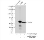 PHGDH Antibody in Immunoprecipitation (IP)