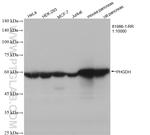 PHGDH Antibody in Western Blot (WB)