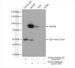 STAT1 Antibody in Immunoprecipitation (IP)