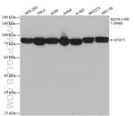 STAT1 Antibody in Western Blot (WB)