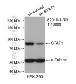 STAT1 Antibody in Western Blot (WB)