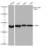 ZEB2 Antibody in Western Blot (WB)