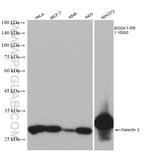 Galectin 3 Antibody in Western Blot (WB)