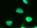 ALKBH5 Antibody in Immunocytochemistry (ICC/IF)