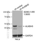 ALKBH5 Antibody in Western Blot (WB)