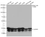 ALKBH5 Antibody in Western Blot (WB)