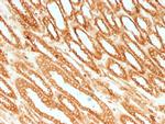 Calnexin Antibody in Immunohistochemistry (Paraffin) (IHC (P))