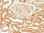 Calnexin Antibody in Immunohistochemistry (Paraffin) (IHC (P))