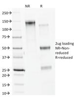 Calnexin Antibody in SDS-PAGE (SDS-PAGE)