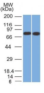 Calnexin Antibody in Western Blot (WB)