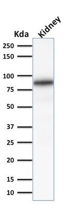 Calnexin Antibody in Western Blot (WB)