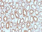 Calnexin Antibody in Immunohistochemistry (Paraffin) (IHC (P))