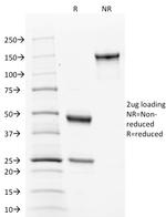 Calnexin Antibody in SDS-PAGE (SDS-PAGE)