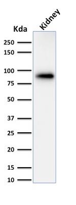 Calnexin Antibody in Western Blot (WB)