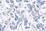 IDH2 Antibody in Immunohistochemistry (Paraffin) (IHC (P))