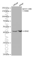 IDH2 Antibody in Western Blot (WB)