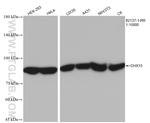 DHX15 Antibody in Western Blot (WB)