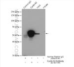 Cyclin A2 Antibody in Immunoprecipitation (IP)