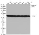 ATP5A1 Antibody in Western Blot (WB)