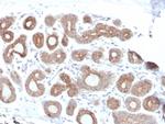 Calpain 1 Antibody in Immunohistochemistry (Paraffin) (IHC (P))