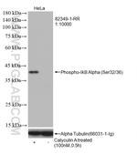 Phospho-IkB Alpha (Ser32, Ser36) Antibody in Western Blot (WB)