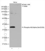 Phospho-IkB Alpha (Ser32, Ser36) Antibody in Western Blot (WB)