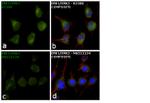 ERK1/ERK2 Antibody