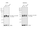 ERK1/ERK2 Antibody