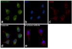 ERK1/ERK2 Antibody in Immunocytochemistry (ICC/IF)