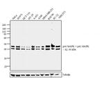 ERK1/ERK2 Antibody in Western Blot (WB)