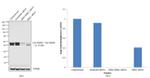 ERK1/ERK2 Antibody