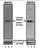 ERK1/ERK2 Antibody in Western Blot (WB)