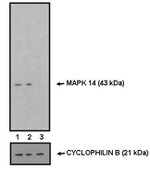 p38 MAPK alpha Antibody in Western Blot (WB)