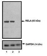 NFkB p65 Antibody in Western Blot (WB)